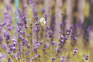 white butterfly, Butterfly, Flowers, Field