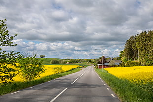 yellow fields between roads with gray clouds photography