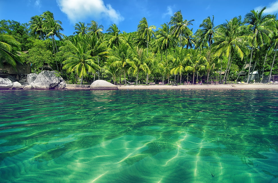 green coconut trees, palm trees, water, beach, tropical HD wallpaper