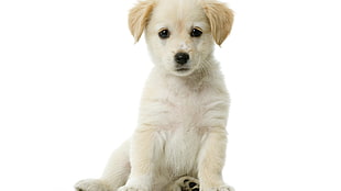 yellow Labrador retriever puppy, puppies, white  background, paws