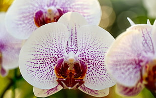 white and purple Orchids HD wallpaper