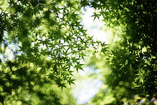 green leaves trees HD wallpaper