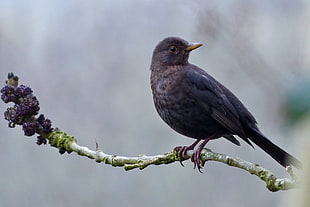 black bird perched on brown tree branch closeup photography