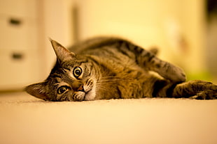 gray tabby cat on white floor rug HD wallpaper
