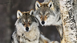 two gray wolves, wolf, animals HD wallpaper