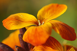 shallow focus photography of orange flower, erysimum cheiri