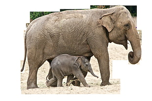 two gray elephants HD wallpaper