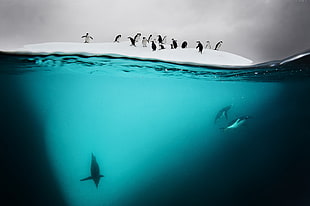 group of penguin on and ice burg