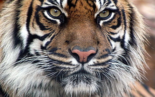 Tiger's head close up photo