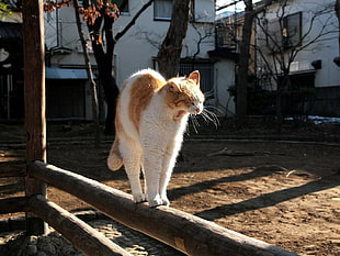 photo of orange and white tabby cat during daytime