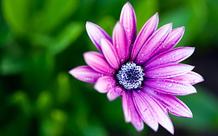 purple flower macro photo