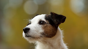 adult white and brown Parson Russell terrier, dog, bokeh, Jack Russell Terrier, animals HD wallpaper