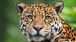 brown, white, and black leopard, animals, jaguars, big cats