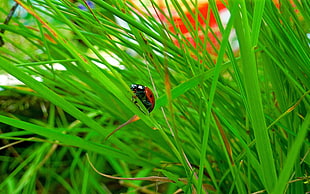 red Ladybug perched on green leaf plant