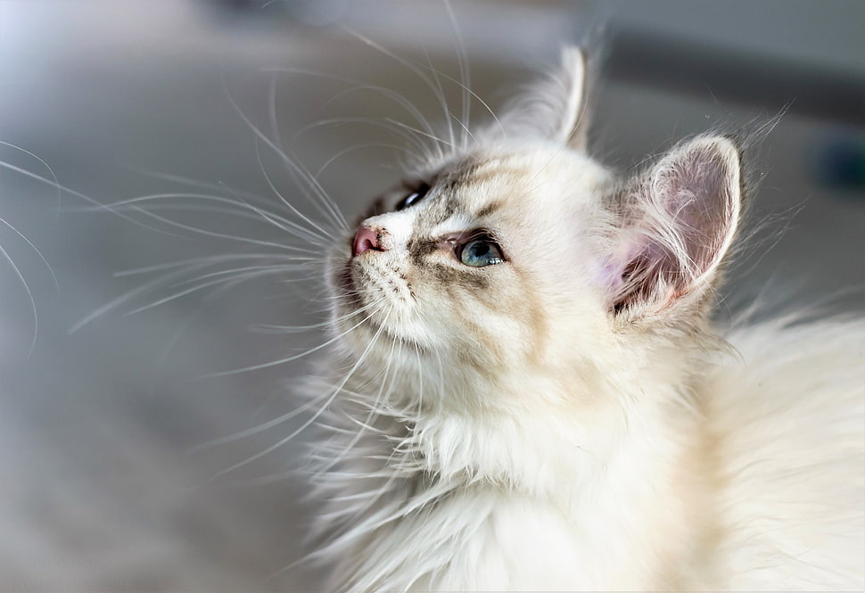 white cat, Kitten, Cat, Muzzle HD wallpaper