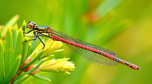 selective focus photography of red firefly, damselfly HD wallpaper
