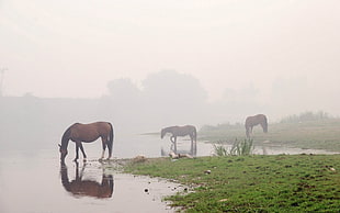 three brown horses on green grass near lake during foggy day