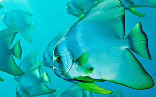 shoal of gray-and-green pet fish, nature