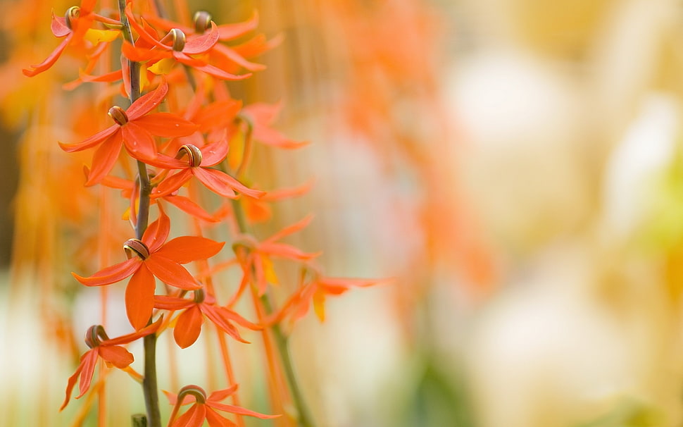 shallow focus photography of orange petal flower HD wallpaper