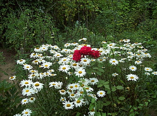 red petaled flowers and bed of white Daisy flowers