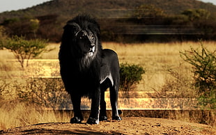 black Lion in the center of field