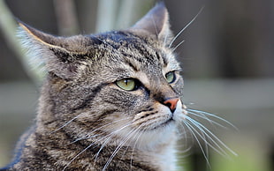 gray tabby cat, animals, cat