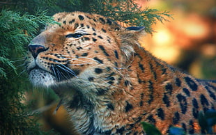 black and brown leopard, leopard, leopard (animal)
