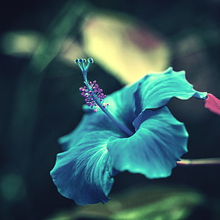 focus photo of teal flower