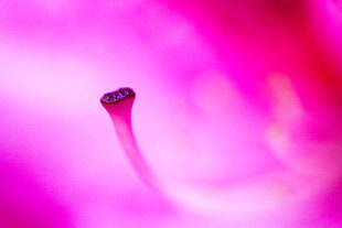 micro photography of pink flower