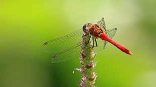 closeup photography of Flame Skimmer perching on green plant during daytime HD wallpaper