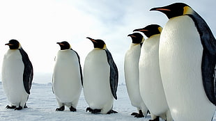 six penguins standing on ice area HD wallpaper