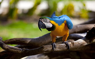 blue and gold Macaw shallow focus photography