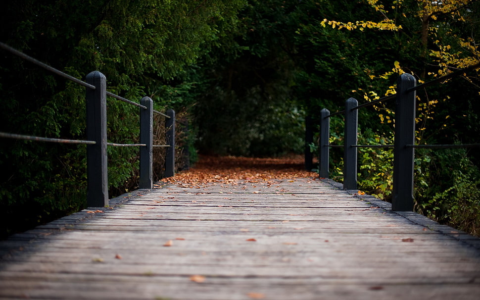 brown wooden bridge, fall, bridge, trees HD wallpaper