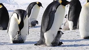 white and black penguin, penguins, snow, ice, baby animals