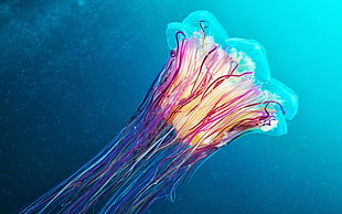 jellyfish illustration, underwater, Medusa, jellyfish, colorful