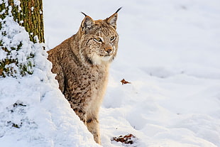 photo of four-legged animal on snow during daytime