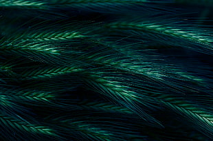 blue and green feathers