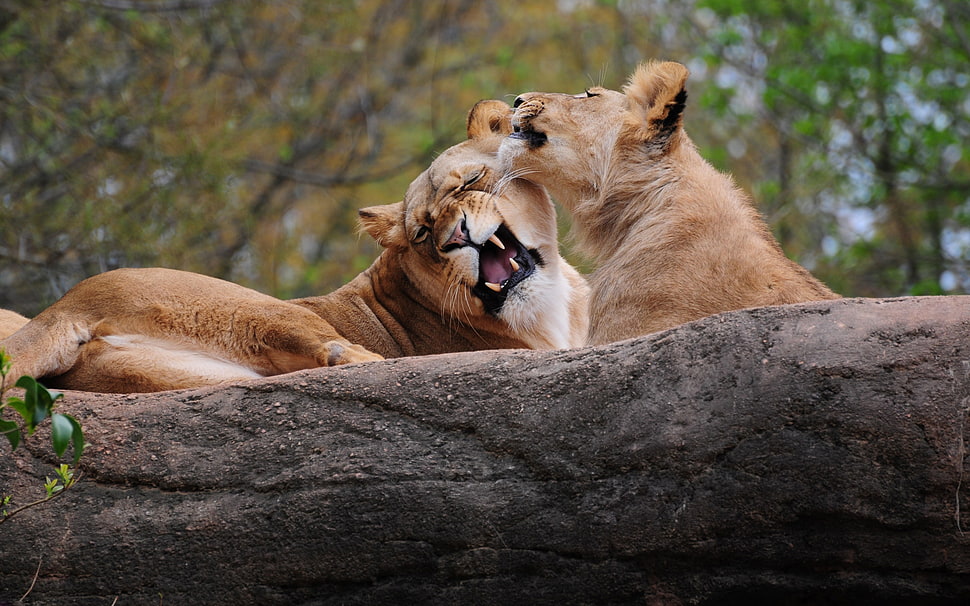 two brown lioness beside brown tree trunk HD wallpaper