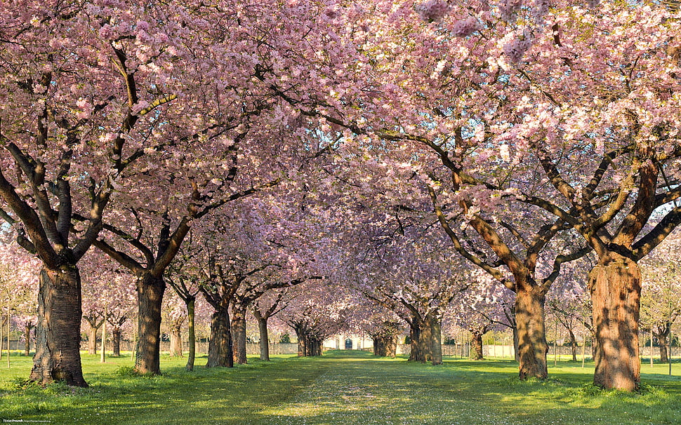 landscape photography of trees HD wallpaper