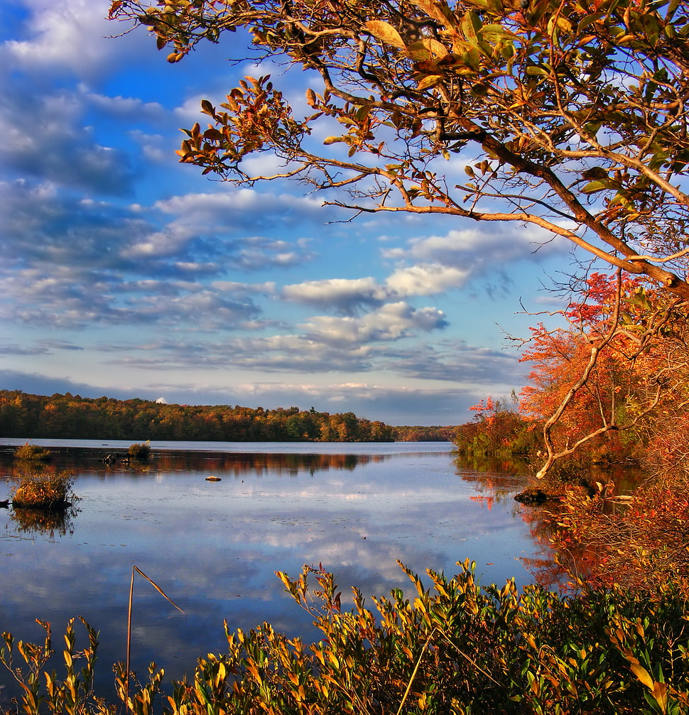 orange leaf trees near lake, lakeshore HD wallpaper
