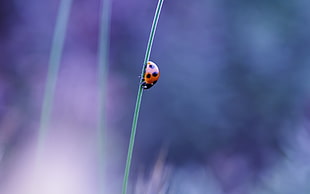close up photo of ladybug photo during daytime