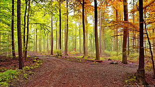 forest woods landscape photo, lahnstein HD wallpaper