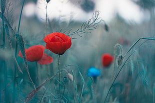 selective photography of red Poppy flowers