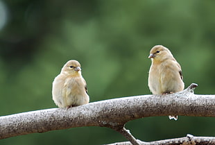 two brown birds perching on tree