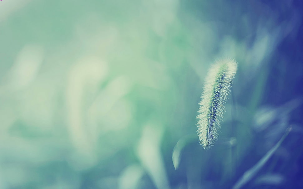 selective focus of photo plant HD wallpaper