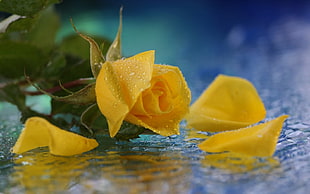 yellow petaled rose HD wallpaper