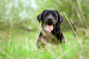 adult black Labrador Retriever sitting on grass field