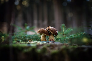two brown mushrooms, mushroom HD wallpaper