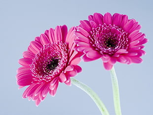 two pink Gerbera flowers in bloom