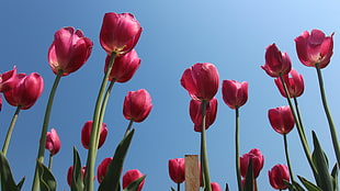 Red Tulips flowers HD wallpaper